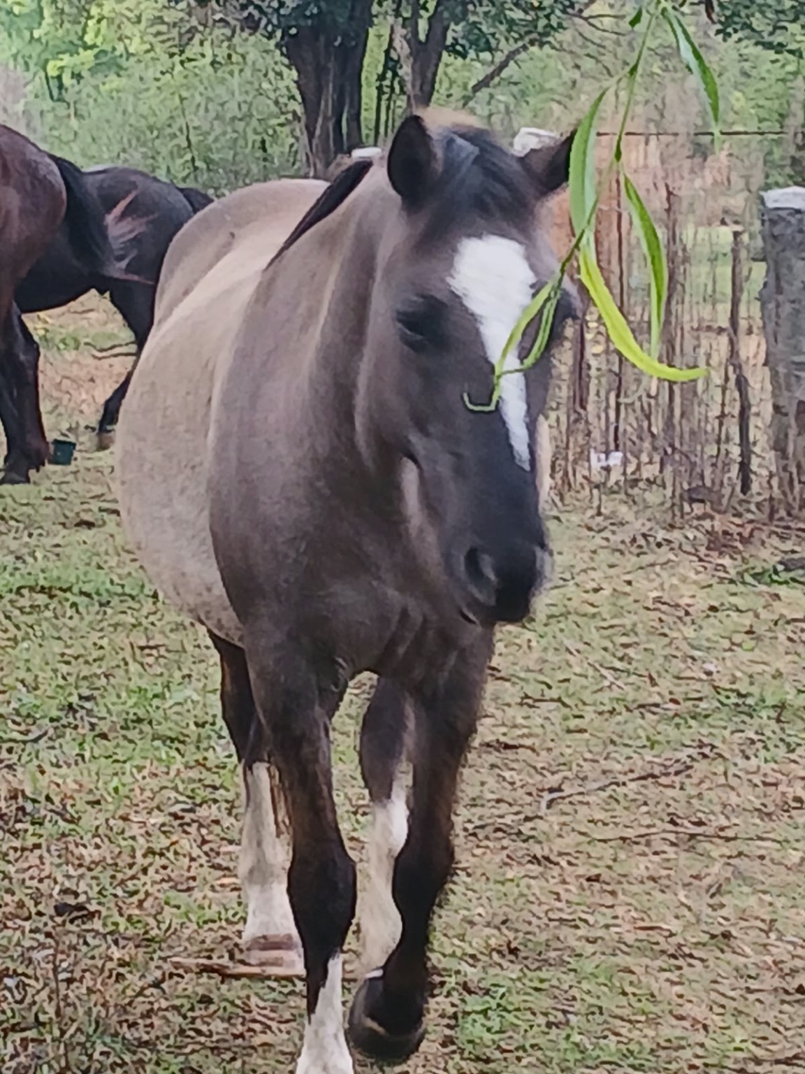 Joe’s Paddocks and Trailblazer Zone